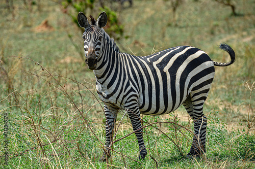 Zebras in Akagera National Park in Rwanda. Akagera National Park covers 1 200 km in eastern Rwanda  along the Tanzanian border.