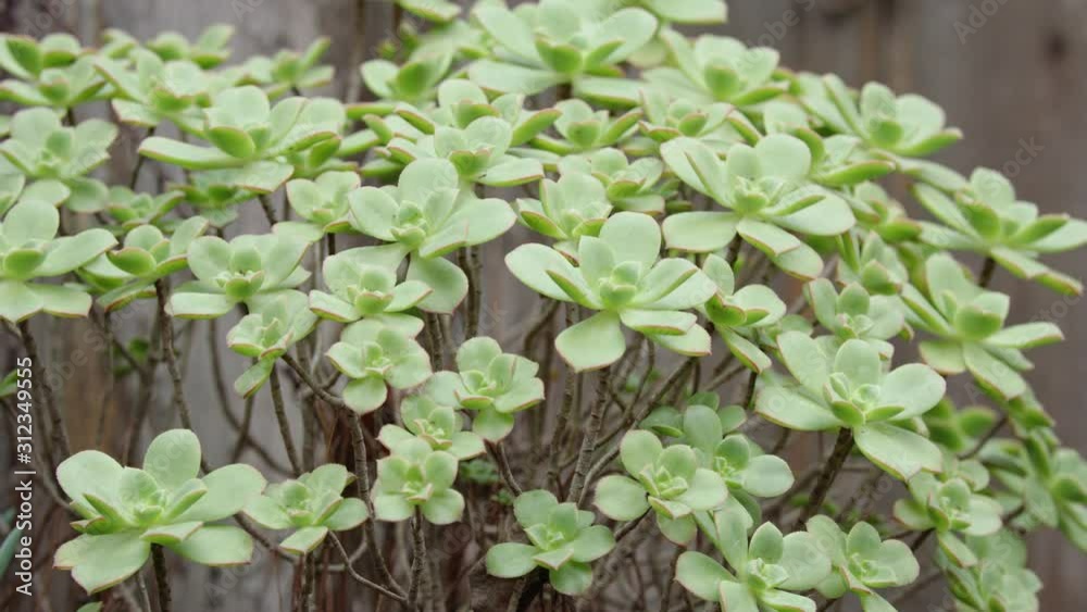 Detail shot of a succulent bush Detail shot of a succulent bush