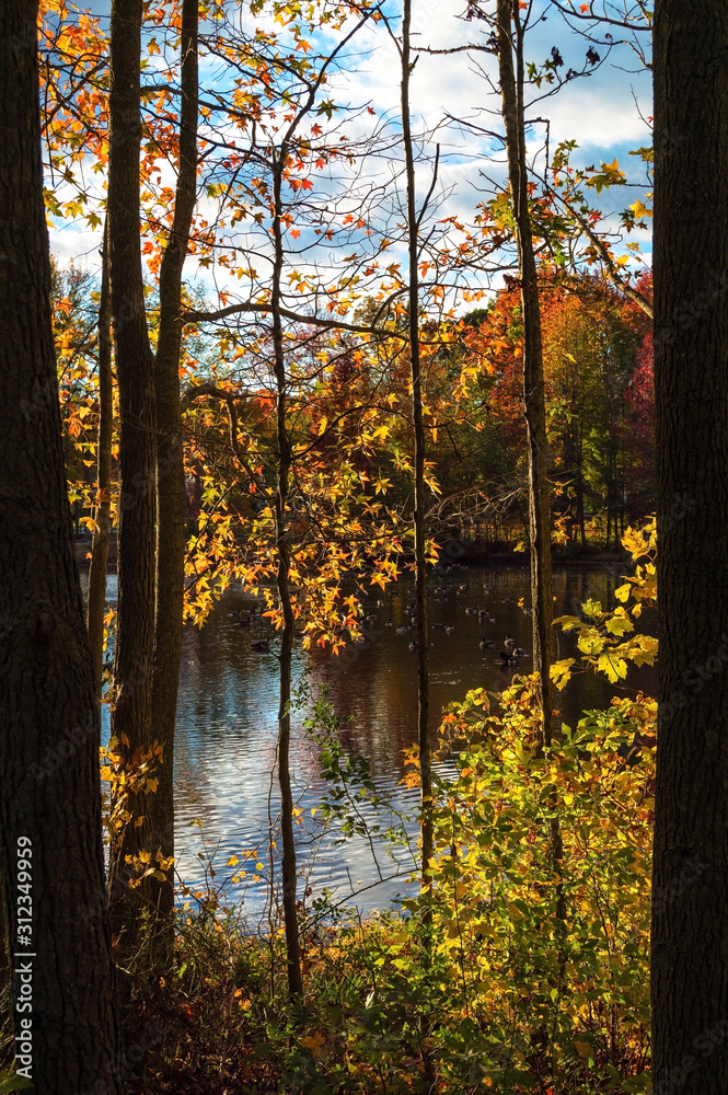 Obraz premium Autumn Contrasts