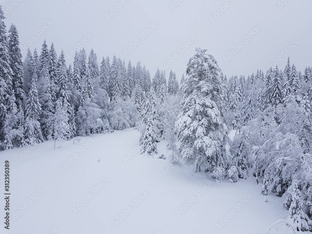 cold winter day in the forest cold winter day in the forest
