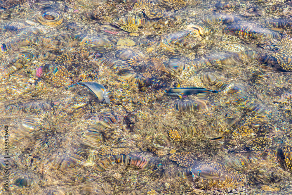 Fototapeta premium Coral under clear water. Abstract marine background. Blurry