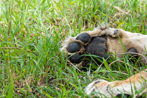 A closeup of lions paws while they are sleeping in the bushes of Masai Mara National Reserve during a wildlife safari