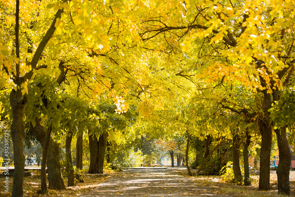 Beautiful fall trees in the park. Colorful yellow-green trees.