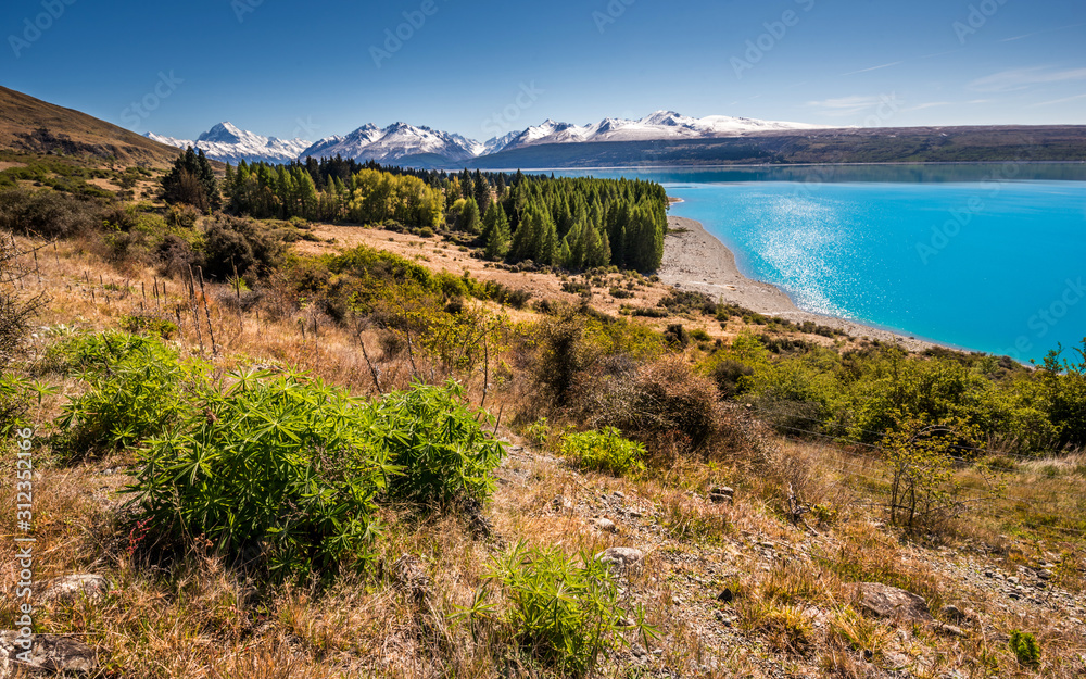 Aoraki Mount Cook with lake Pukaki and nice forest. Beautiful icy cold turquoise lake with mountains covered by snow in background.