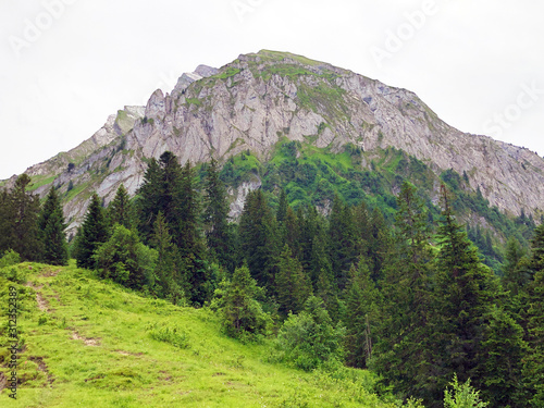 Evergreen or coniferous forests in the Sihltal valley and by the artifical Lake Sihlsee, Studen - Canton of Schwyz, Switzerland photo