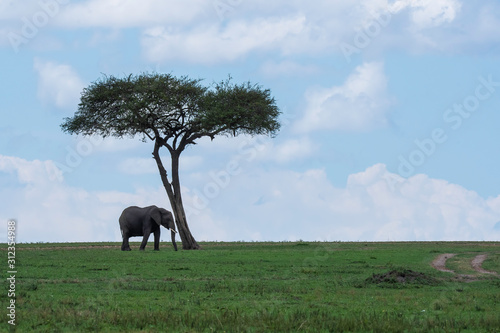 Photography A lone elephant grazing next to a lone acacia tree in the plains of Africa insid
