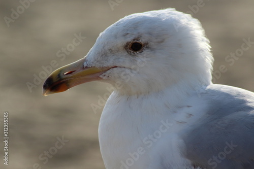 Seagull at the beach