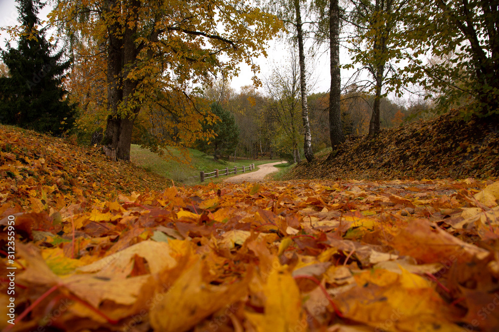 Leafy path Leafy path