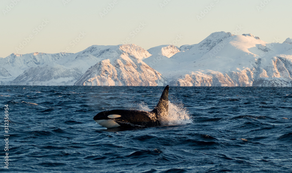 Orca / Killer Whale of Norway - Lofoten - obrazy, fototapety, plakaty 