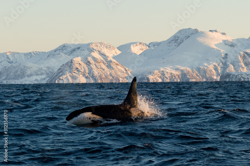 Orca / Killer Whale of Norway - Lofoten