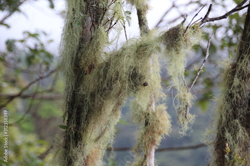 Lichen on a branch