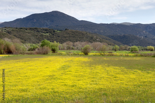 Landscape. Spring, a blooming meadow in a mountainous area