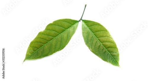 green leaves on white background