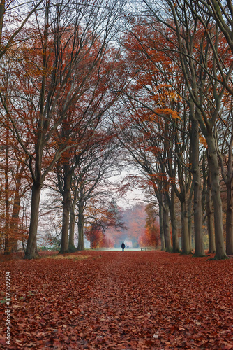 Woman walking on path in autumn forest. Rear view.