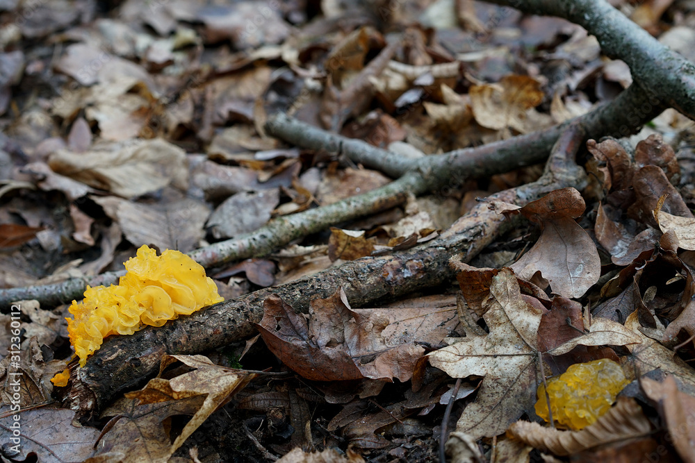 yellow brain, a parasitic fungus on a withered branch in the forest yellow brain, a parasitic fungus on a withered branch in the forest