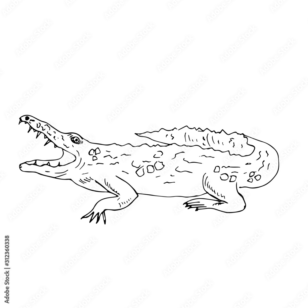 Crocodile. Sketch. Vector illustration. Line drawn. Crocodile. Sketch. Vector illustration. Line drawn.