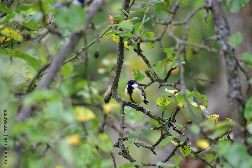 Great tit sitting on a tree branch in a garden park looking for feeding