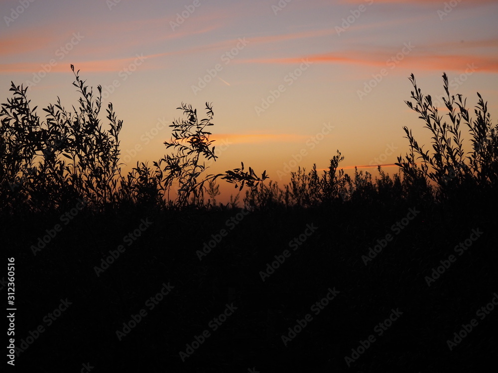Obraz premium atardecer con tonos naranjas y rosas con parte vegetal y plantas