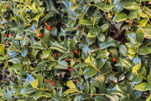 Close-up of Ilex aquifolium (holly, common holly, English holly, Christmas holly) with red berries - Image
