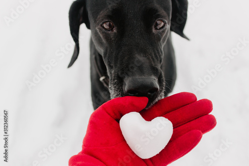 A black dog looks at a hand in a red glove holding a heart of snow
