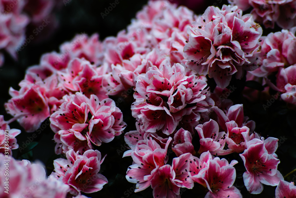 Pink and white azalea flowers against dark background Pink and white azalea flowers against dark background