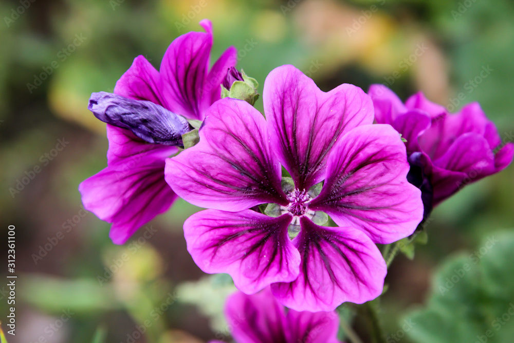 die wunderschöne lila farbene Blüte einer Blume die wunderschöne lila farbene Blüte einer Blume