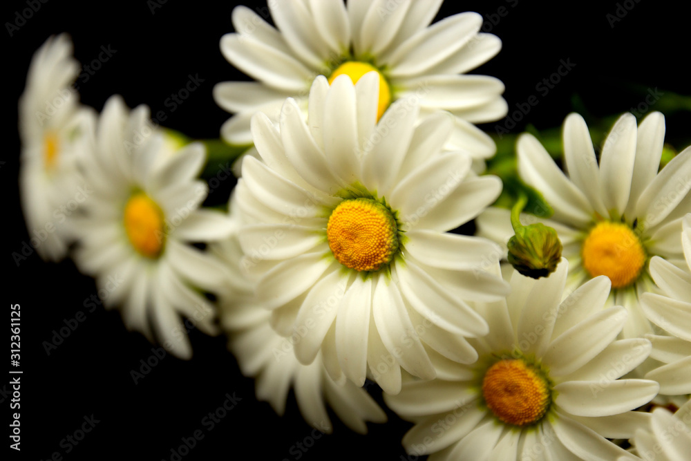 camomile_6 camomile_6