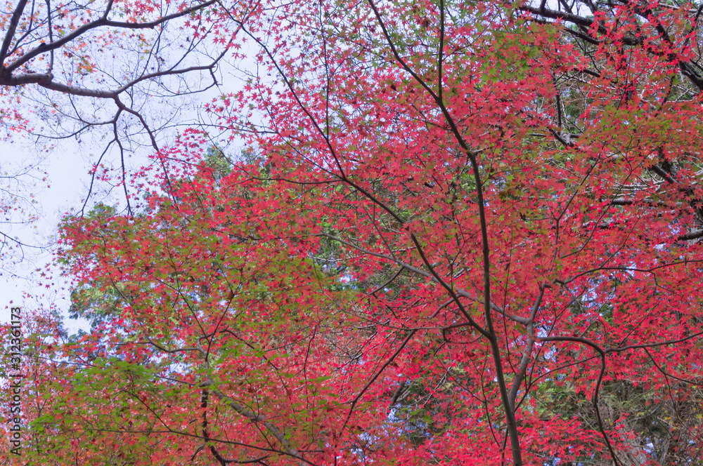 Autumn leaves of Bishamon-do, Yamashina-ku, Kyoto