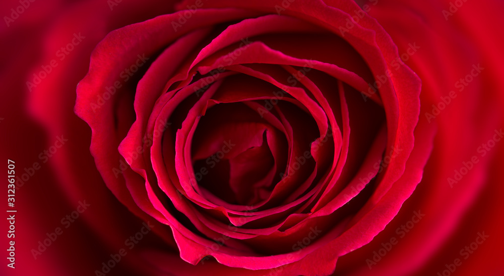 Close up image of a red rose flower, macro detail Close up image of a red rose flower, macro detail