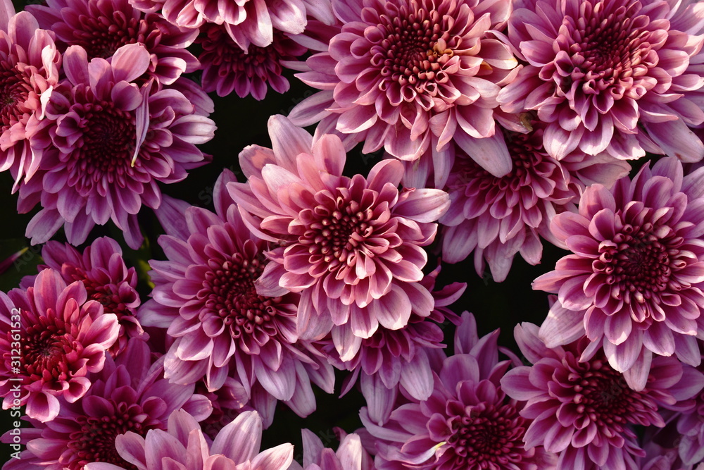 pink chrysanthemum flowers blooming in garden pink chrysanthemum flowers blooming in garden