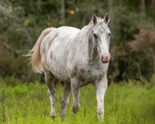 White horse walking through a pasture