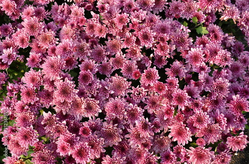  pink chrysanthemum flowers blooming in garden