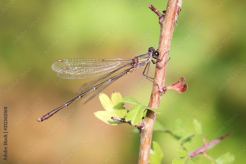 Libelle, Prachtlibelle oder Kleinlibelle im Herbst Libelle, Prachtlibelle oder Kleinlibelle im Herbst