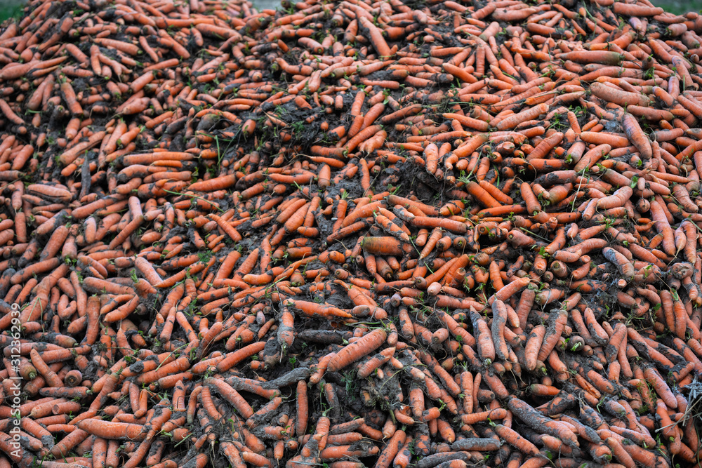 Freshly  picked organic carrots are lying in a heap on the edge of the  field