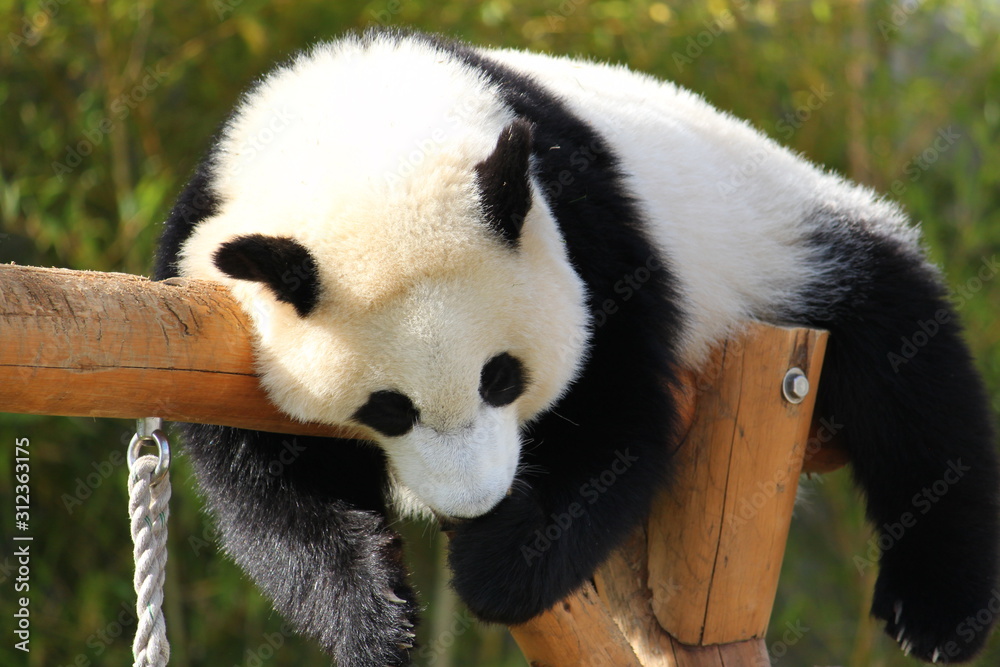 Obraz premium 寝ているパンダ