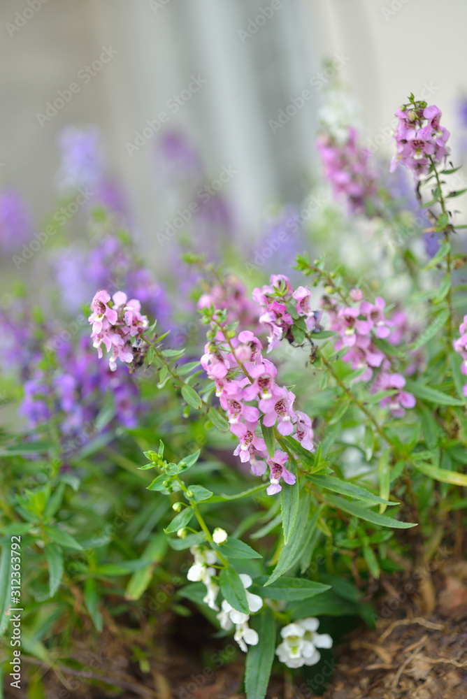 Pink flowers on beautiful bokeh background. Pink flowers on beautiful bokeh background.