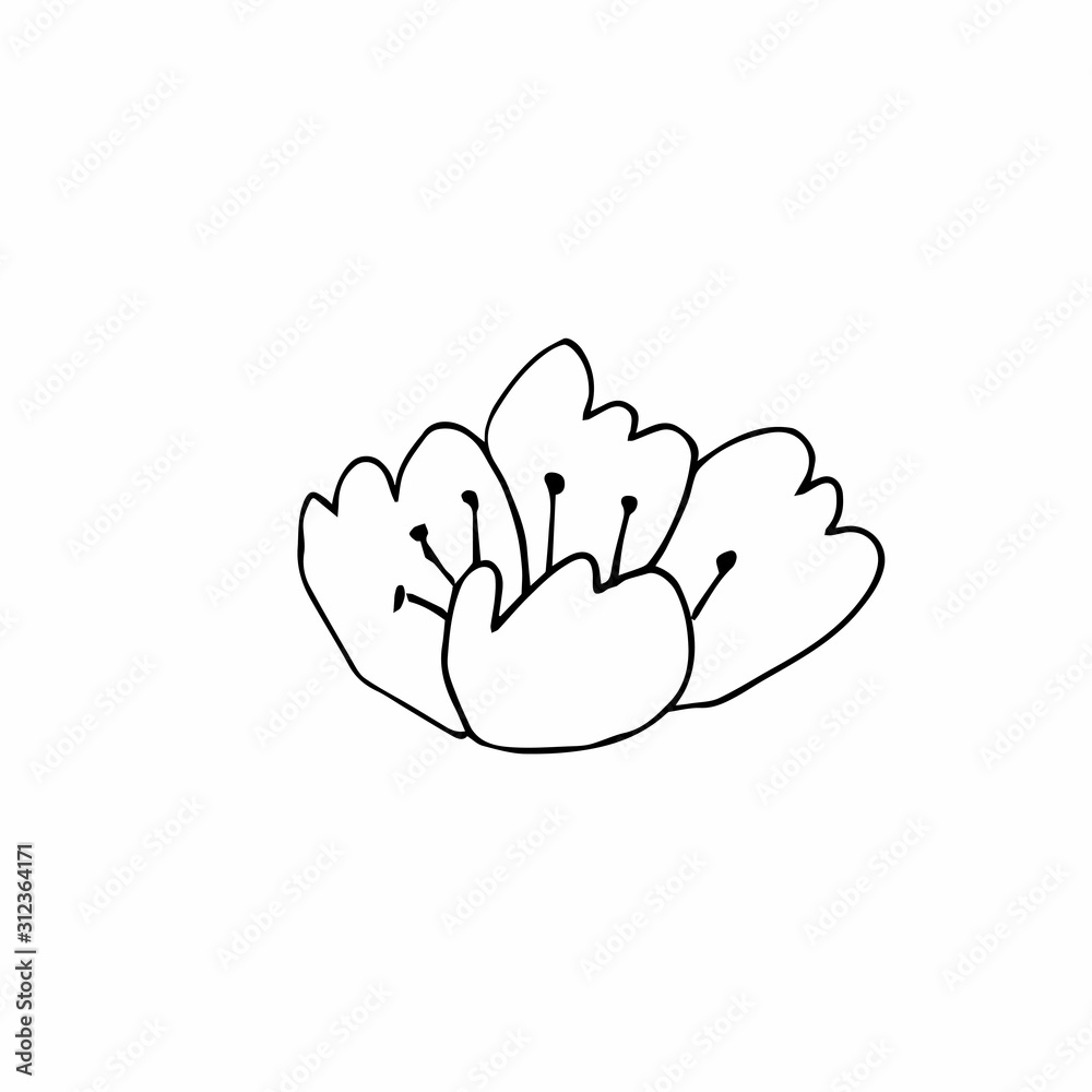 Vector single leaves hand drawn. A simple illustration of a doodle in black line art on a white isolated background. Design for prints, wrapping paper, wallpaper, packaging, cards and coloring.