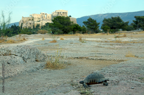 turtle in acropolis