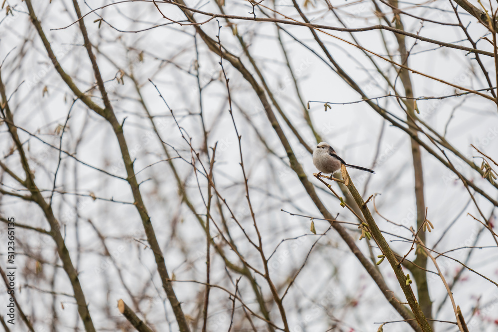 a tailed tit sits in a bare tree during winter a tailed tit sits in a bare tree during winter