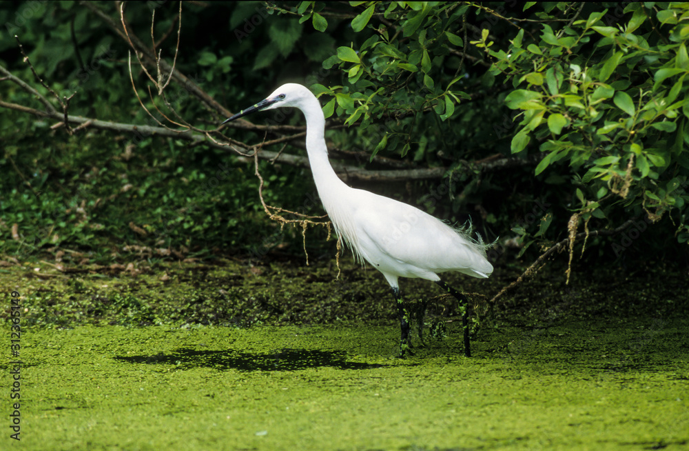 Aigrette garzette, .Egretta garzetta, Little Egret, Aigrette garzette, .Egretta garzetta, Little Egret,