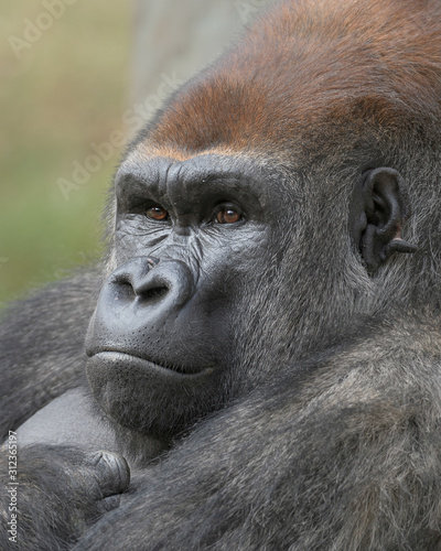 Male Western Lowland Silverback Gorilla closeup portrait