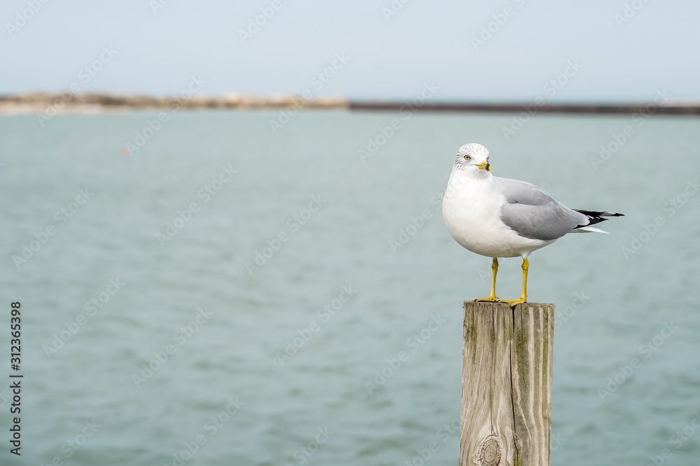 Seagull resting on a wood post a Lake Erie. Seagull resting on a wood post a Lake Erie.