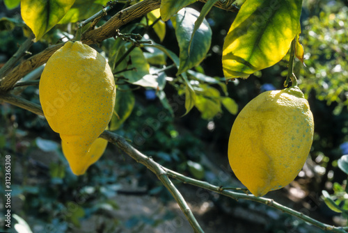citron, variete Villafranca, citrus limon