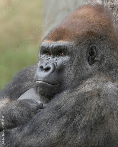 Male Western Lowland Silverback Gorilla closeup portrait © gnagel