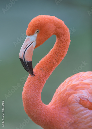 Pink flamingo closeup profile portrait against smooth green background