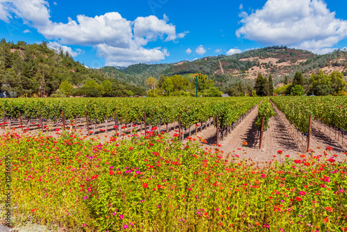 Fototapeta Naklejka Na Ścianę i Meble -  Wild Flowers along Vineyards in Napa Valley California USA