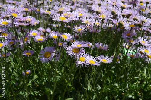 Closeup Erigeron concinnus known as tidy fleabane with blurred background in summer garden photo