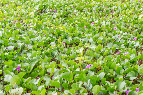 Beautiful texture green and orange plant Ipomoea pes-caprae or prota with pink flowers is in the photo photo