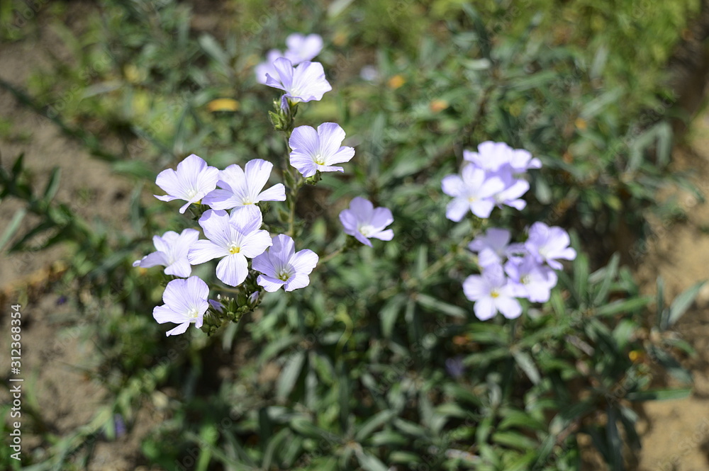 Closeup linum hirsutum known as downy flax with blurred backgroung in summer garden Closeup linum hirsutum known as downy flax with blurred backgroung in summer garden