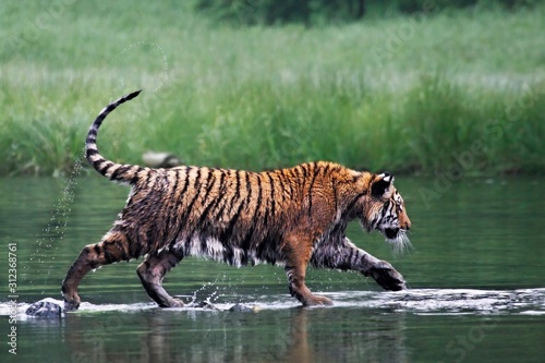 The Siberian tiger  Panthera tigris Tigris   or  Amur tiger  Panthera tigris altaica  in the forest walking in a water.